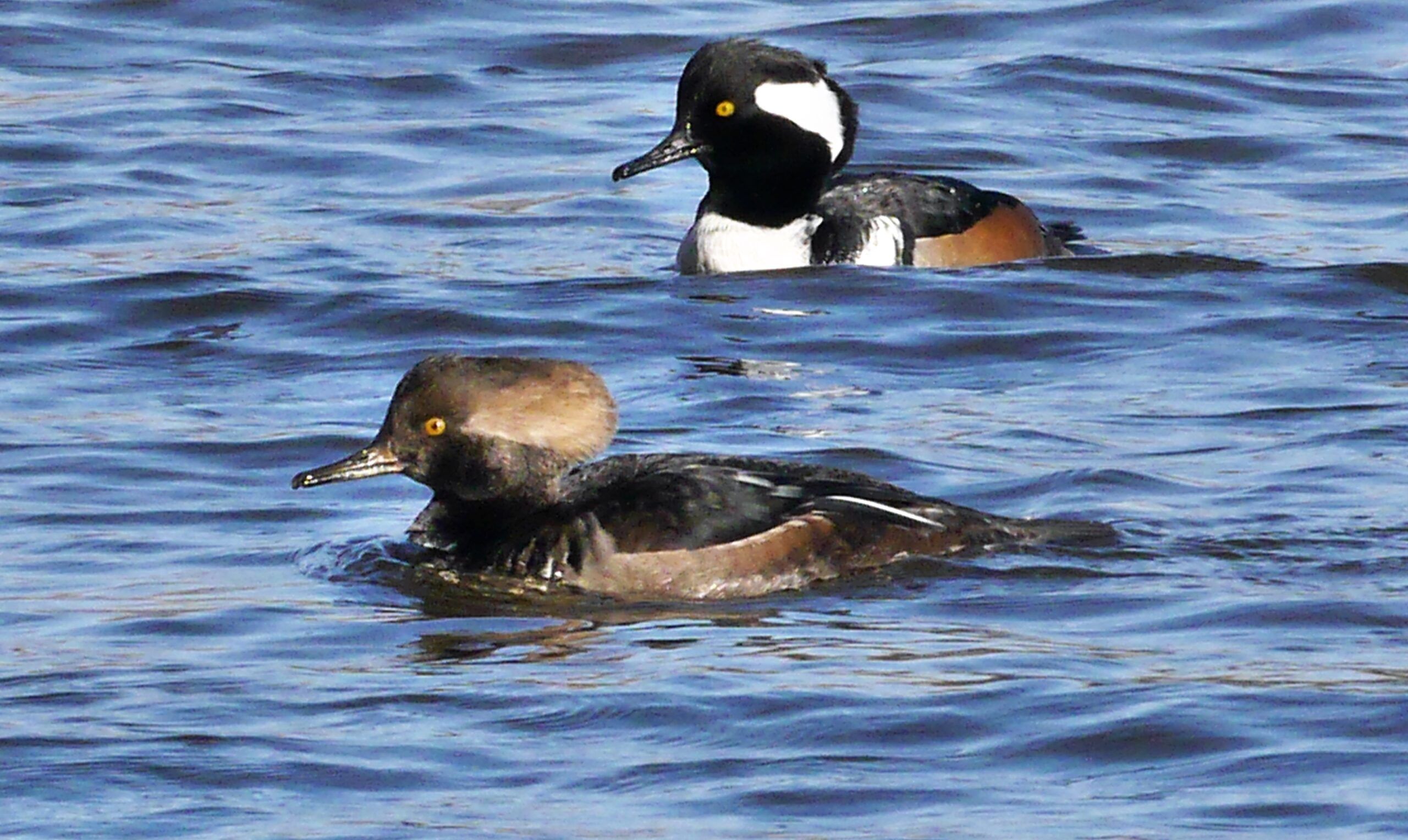 Deux harles voguant de concert