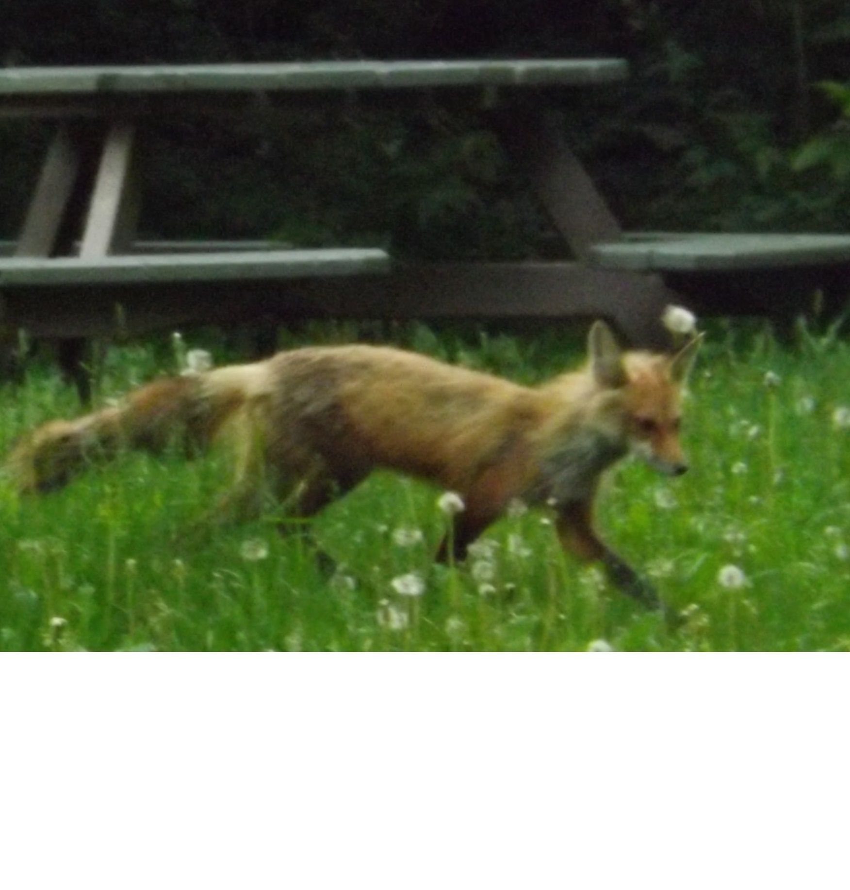 renard à l'ile de la visitation v2