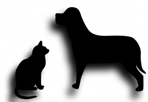 chien et chat 1