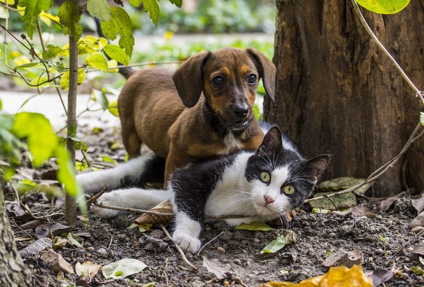 SPCA de retour dans Ahuntsic-Cartierville