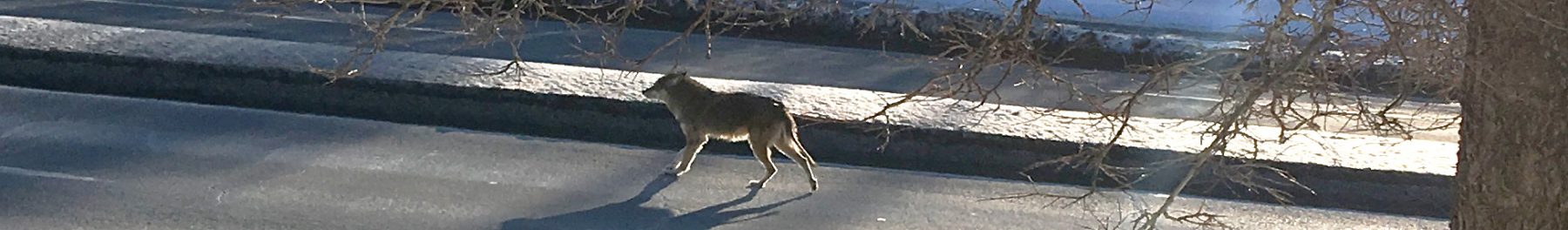 Coyote-Montreal_C Colomb_Nacer