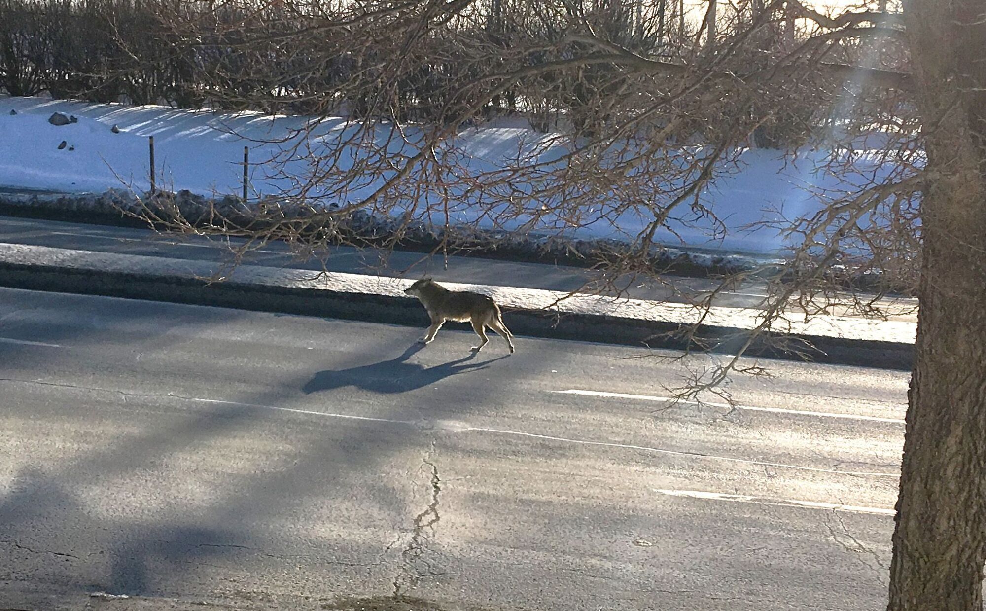 Coyote-Montreal_C Colomb_Nacer