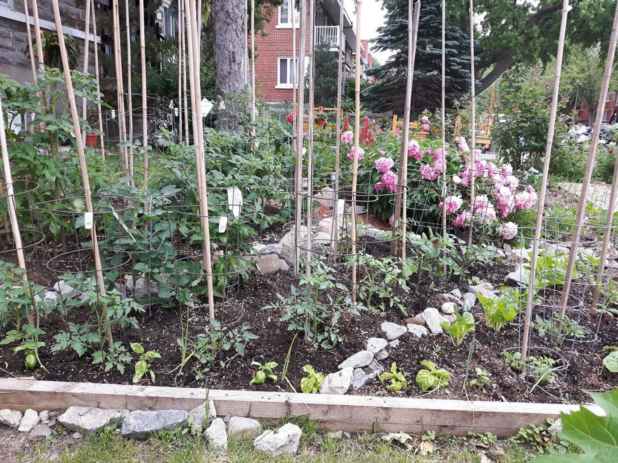 Jardins chez Réal Migneault (Photo : jdv - Philippe Rachiele) Ahuntsic Cartierville Montréal
