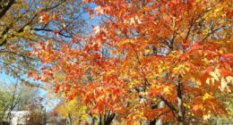 Un arbre pour mon quartier est en cours à Ahuntsic-Cartierville.