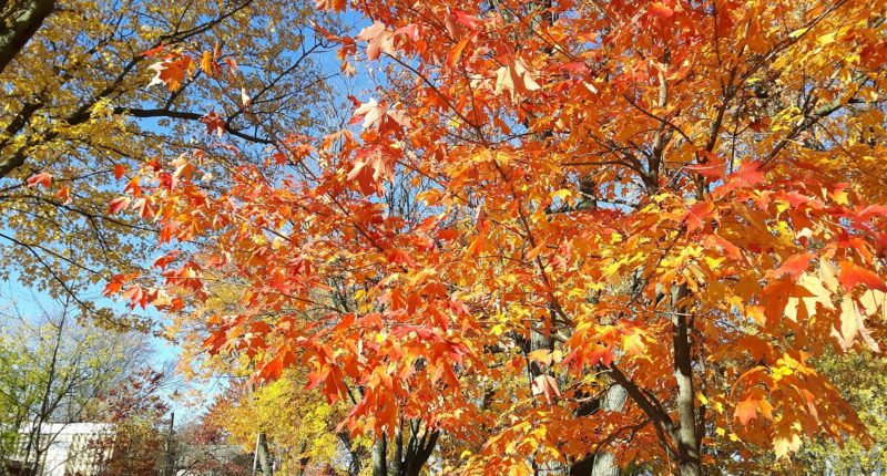 Un arbre pour mon quartier est en cours à Ahuntsic-Cartierville.