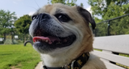 Pumba - Parc canin Ahuntsic