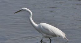 Grande aigrette 05-2016 (15)