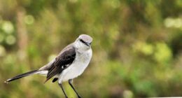 Moqueur polyglotte (7)