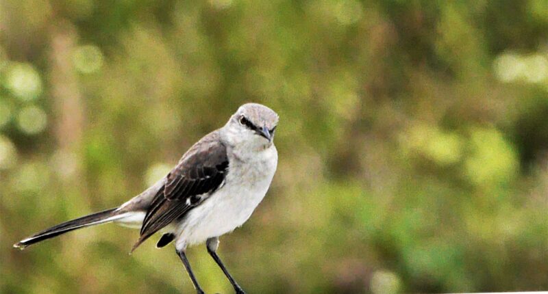 Moqueur polyglotte (7)