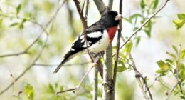 Cardinal à poitrine rose - mâle