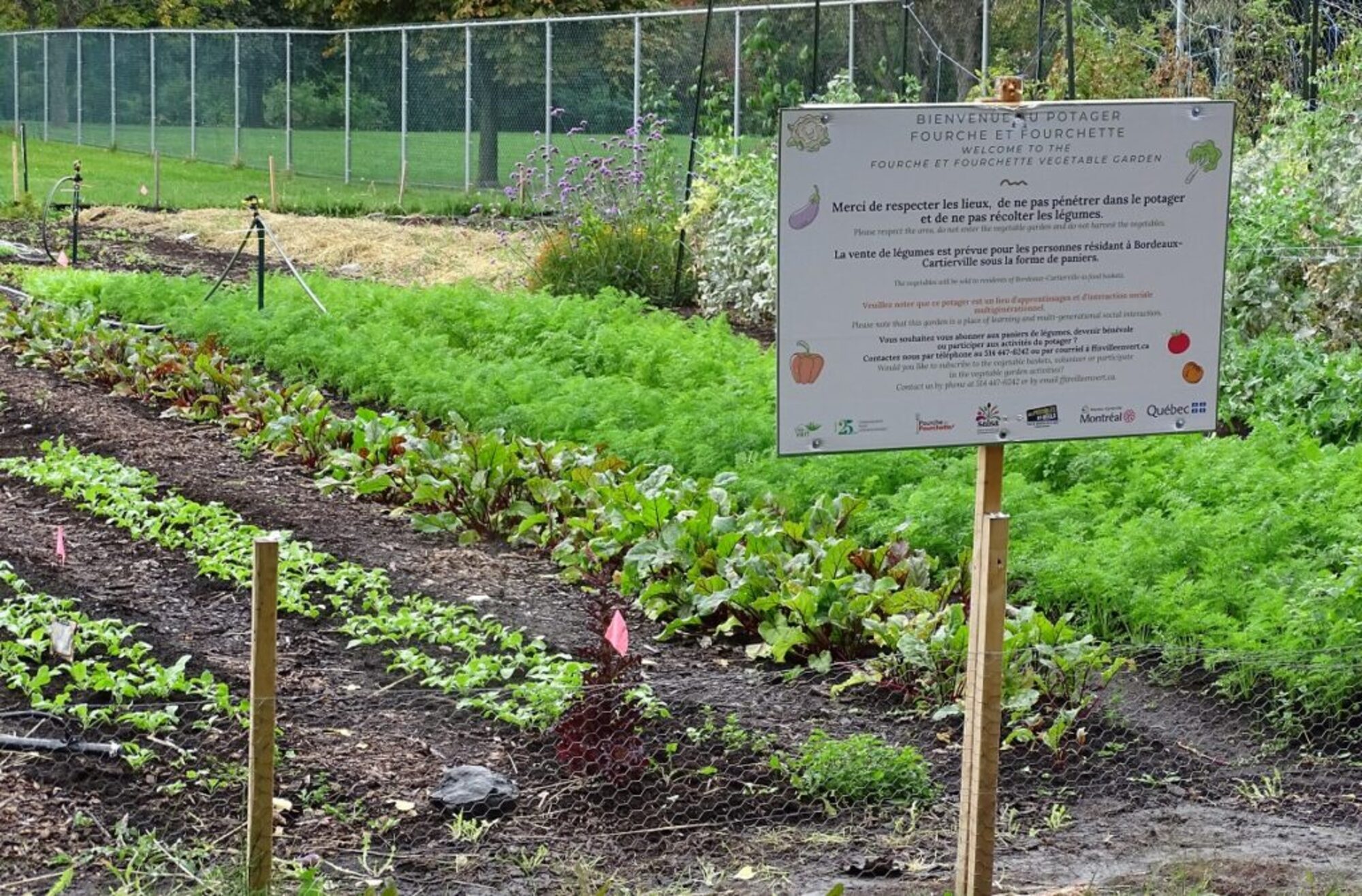 jardin communautaire bordeaux-Cartierville fourche et fourchette PR (5)