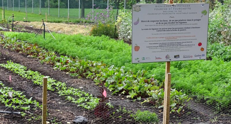 jardin communautaire bordeaux-Cartierville fourche et fourchette PR (5)