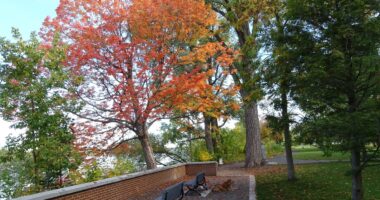 conseil d'arrondissement a octroyé 300 000 $ pour acheter des arbres