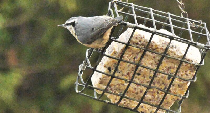 Sitelle poitrine rousse