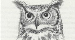 Illustration de l oeil américain