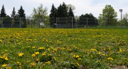 Parc canin temporaire installé au parc Jean-Martucci, dans le district de Saint-Sulpice.