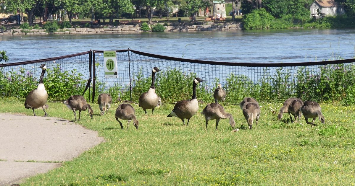 Bernaches Ahuntsic-Cartierville