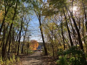 Boisé de Saint-Sulpice (Photo: Anne Marie Parent, JDV)
