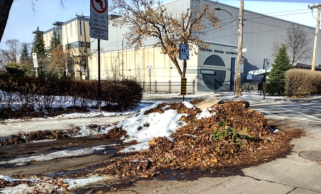 Feuilles mortes sous la neige