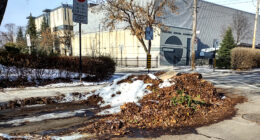 Feuilles mortes sous la neige