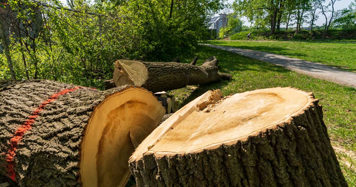Arbre coupé parc Louis-Hébert