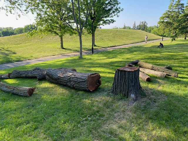 Arbres matures coupés au parc Ahuntsic.