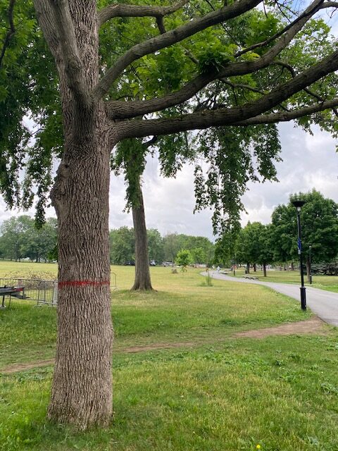 Arbres marqués au parc Ahuntsic