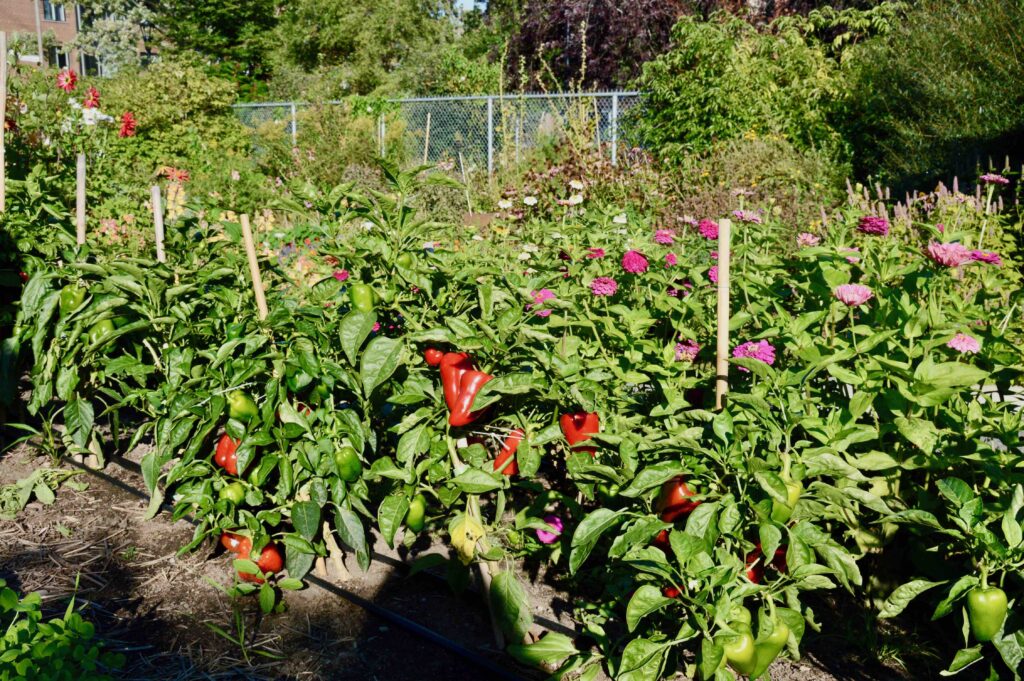 Ville en vert jardin potager