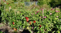 Ville en vert jardin potager