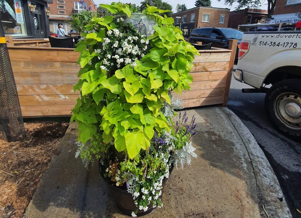 Plantes Tour de fleur 