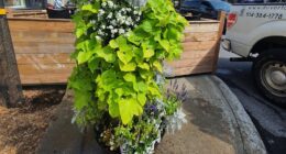 Plantes Tour de fleur