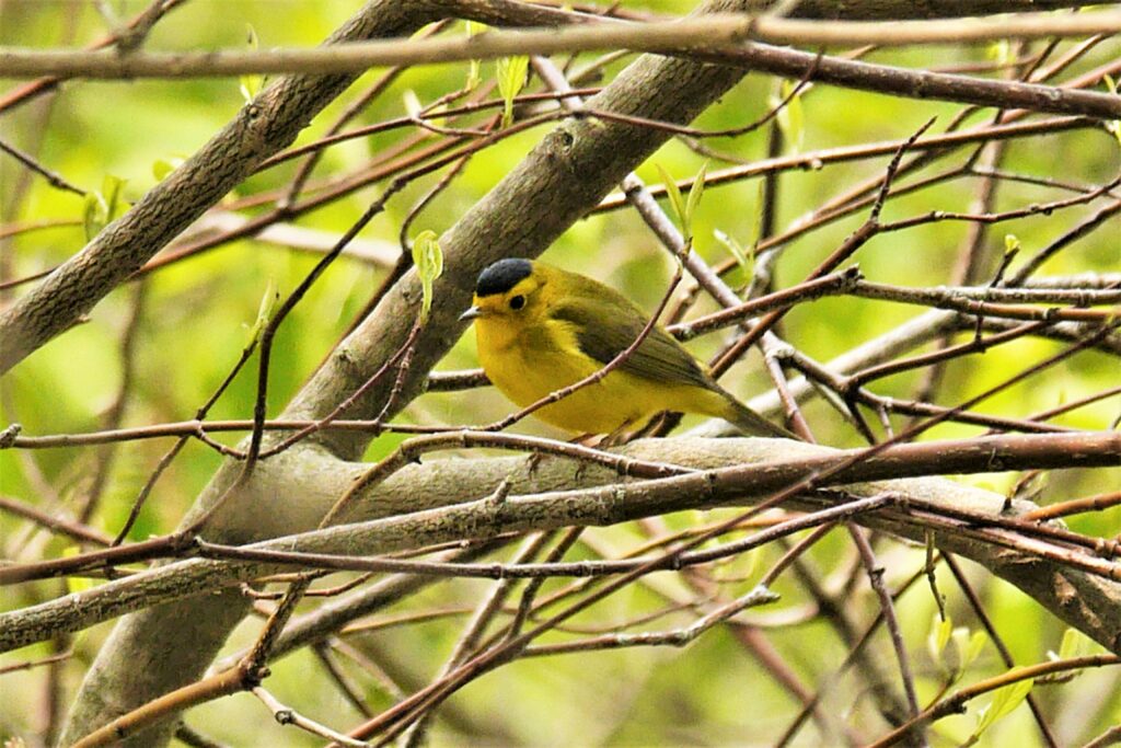 Les grands parcs-nature de l’Île-de-la-Visitation, du Bois-de-Liesse et du Bois-de-Saraguay sont des endroits privilégiés pour observer la Paruline à calotte noire durant sa migration d’automne. (Photo : Jean Poitras, JDV)