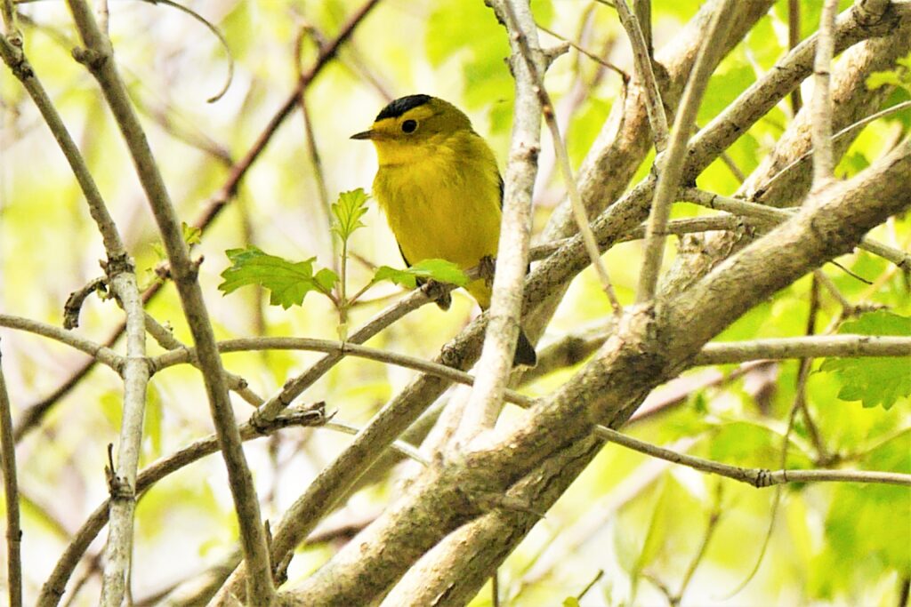 La Paruline à calotte noire hoche sporadiquement sa queue, lorsqu’elle est perchée sur une branche basse. (Photo : Jean Poitras, JDV)