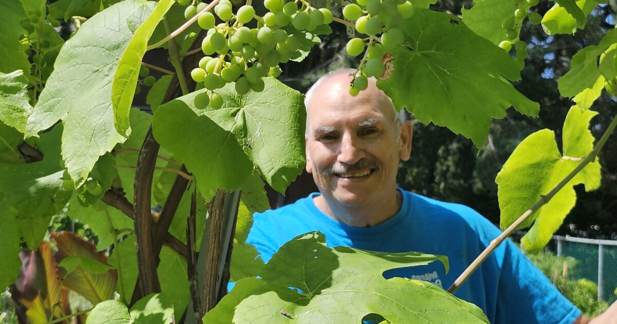 Vigne bio à Ahuntsic-Cartierville