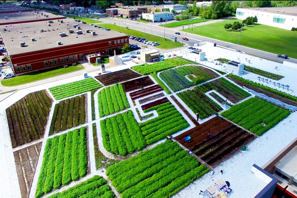 Le potager sur toit de l'IGA Duchemin à Saint-Laurent.