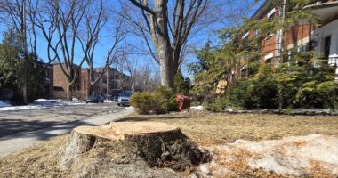 Arbre coupé sur la rue Clark