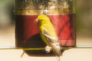 Chardonneret jaune_femelle