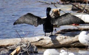Cormoran qui fait sécher ses ailes