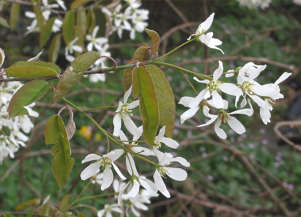 amelanchier-du-canada