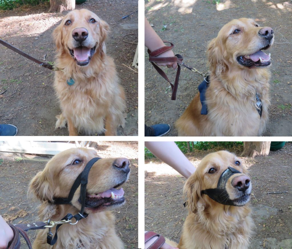 mosaique-juanito-chien-v2