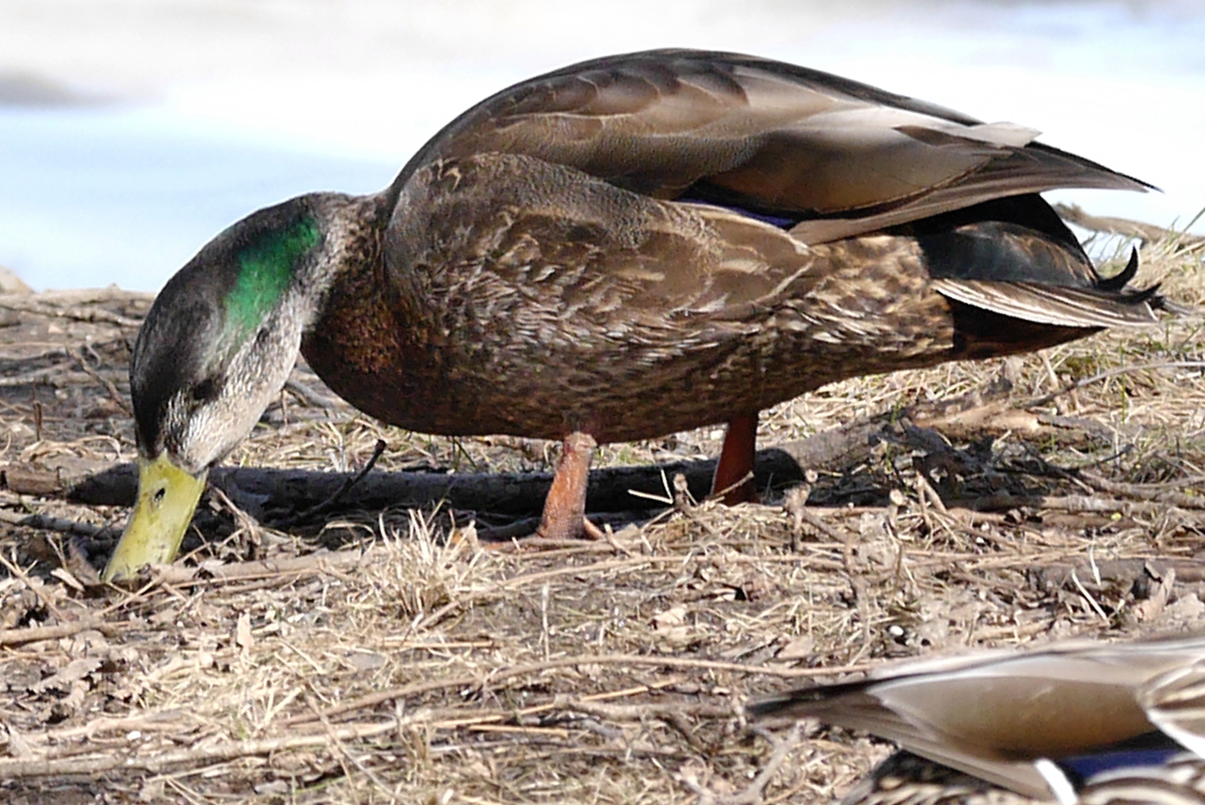 Un colvert (Photo : Jean Poitras)