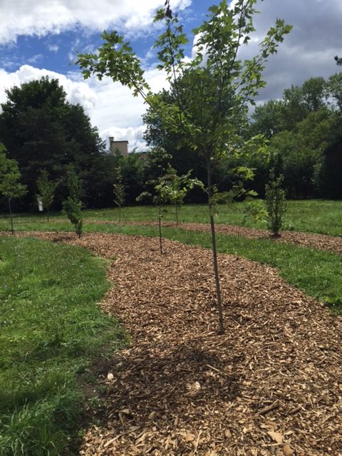 Arbre dans Ahuntsic-Cartierville