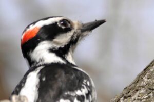 Pic chevelu mâle - photo J.Poitras