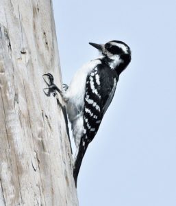 Pic chevelu - photo J.Poitras