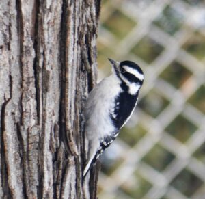 Pic mineur - photo J.Poitras