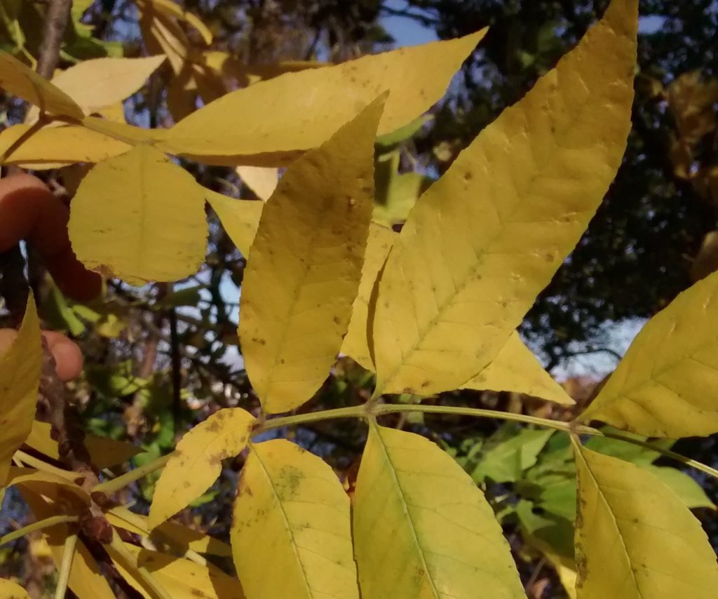 frene-au-parc-nicolas-viel