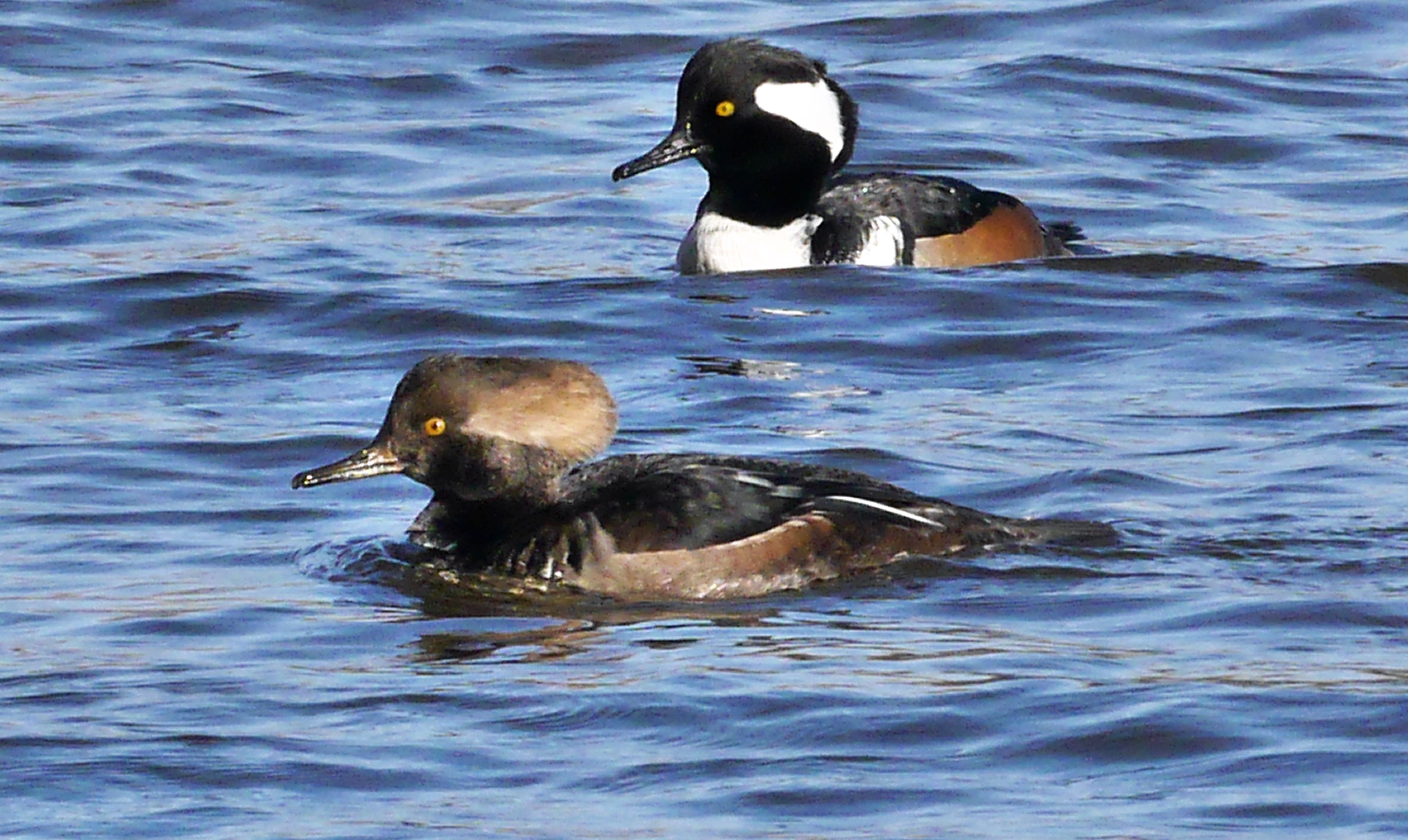 Deux harles voguant de concert