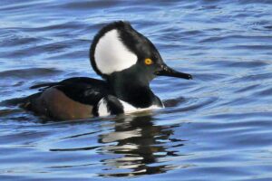 Harle coronné mâle - photo: J.Poitras 20 nov. 2016