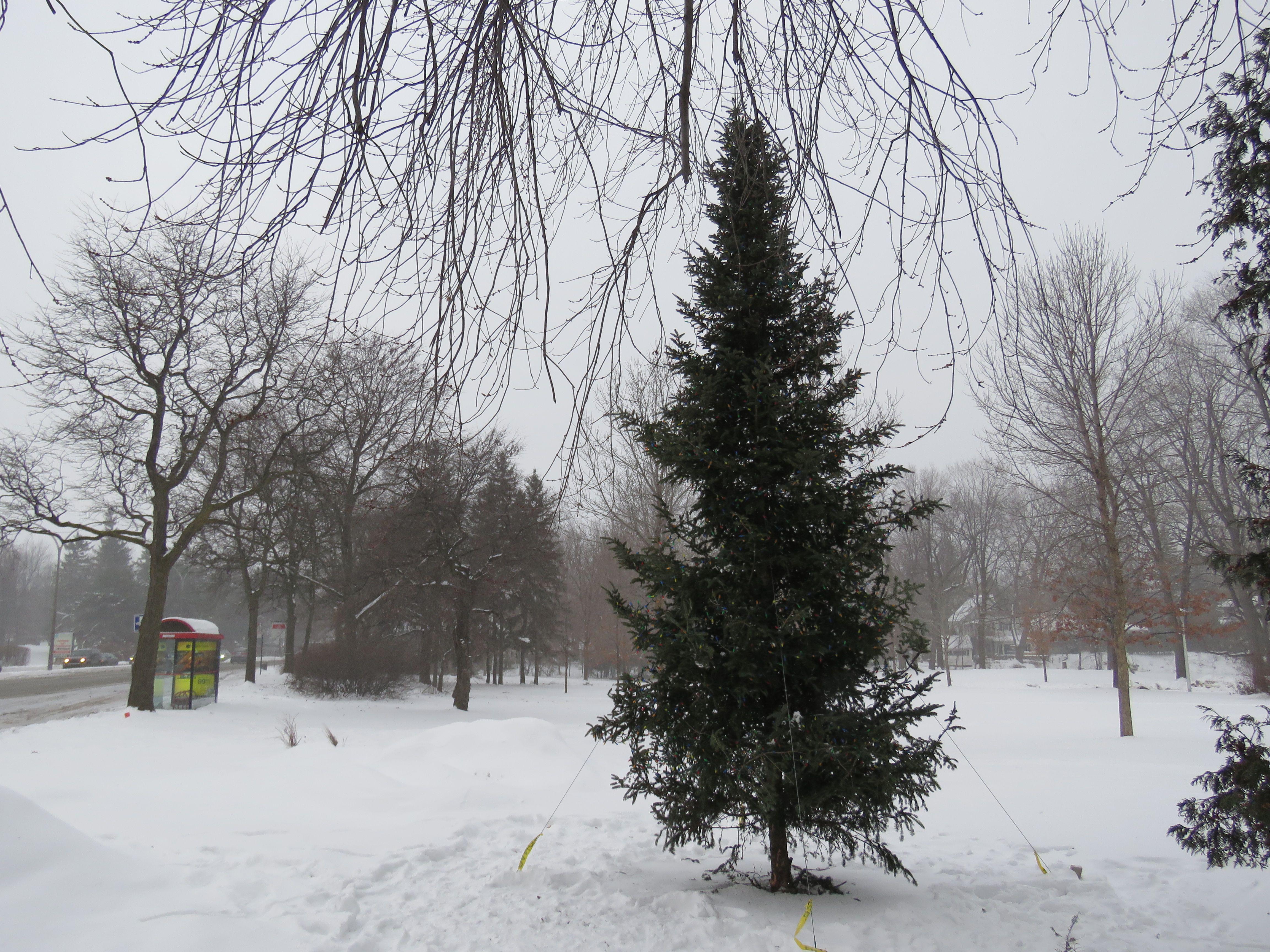 sapins-arrondissement-006