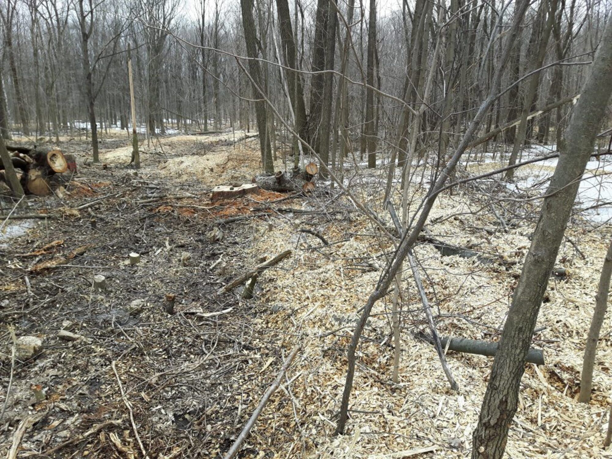 Copeaux de bois au Boisé-de-Saraguay après la coupe des Frênes malades des suites de l'agrile. (Photo : jdv - Philippe Rachiele) Ahuntsic Cartierville Montréal